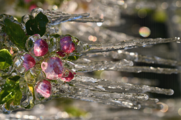 Lutte contre le gel par aspersion en verger de pommier. CTIFL Lanxade (24) : 7 avril 2021